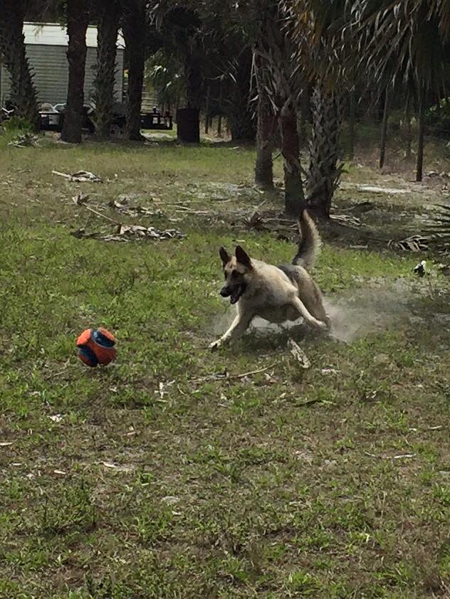 Pet Sitting, Naples, FL Paw Prints Concierge Services