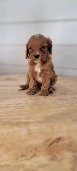 Cavapoo Red
