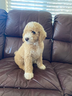 Red Male Poodle