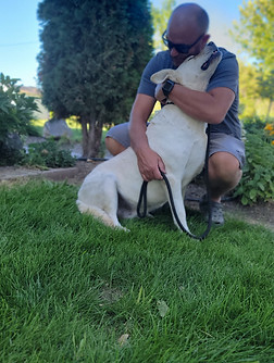 White Lab Puppy