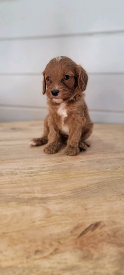 Cavapoo Red