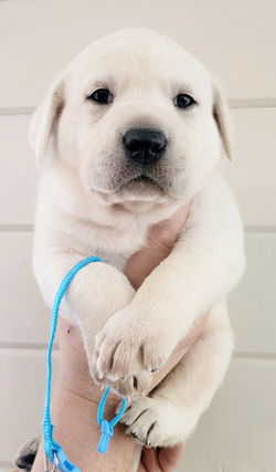 White Lab Puppy