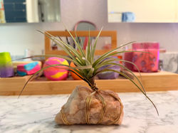 Air Plant Wire-wrapped Crystals