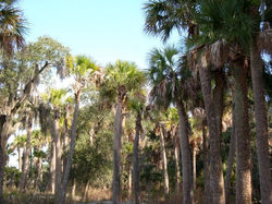 Palms