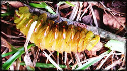 Caterpillar
