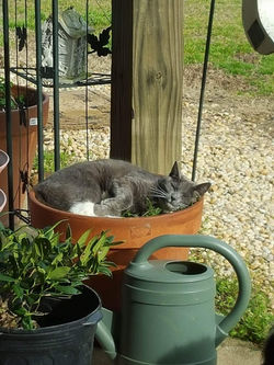 Cat Nap