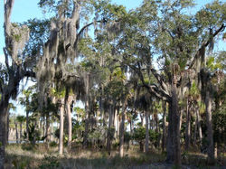 Swamp