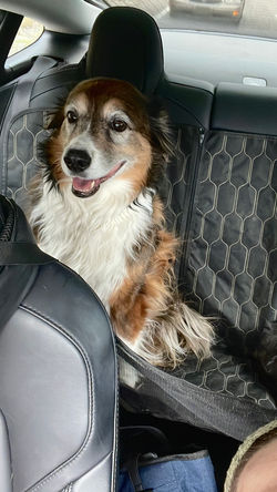 Happy Dawg