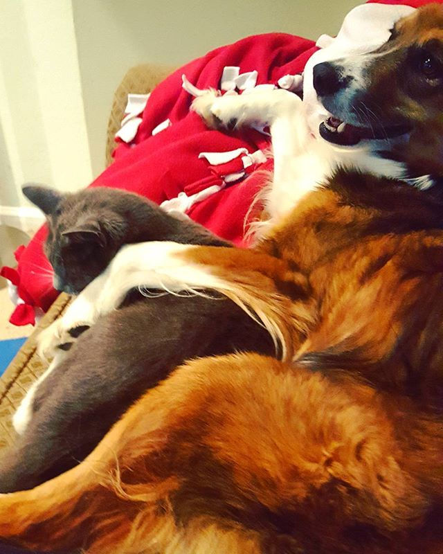 My Dog Even Has a Cat