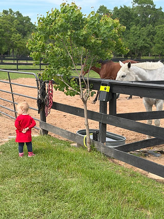 Toddler in red at fence looking at horses on a farm