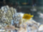 COEX Aquarium - Boxfishes