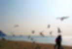 Haeundae Beach - Sunset with seagulls