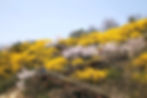 Top Places for Cherry Blossoms & Spring Flowers in Seoul - Eungbongsan Mountain
