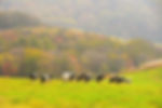 Daegwallyeong Sky Ranch - Cows Grazing in Autumn