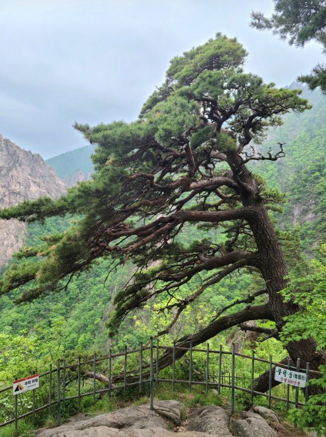 Seoraksan National Park - Seorak Cable Car - 800-year-old Muhaksong Pine Tree