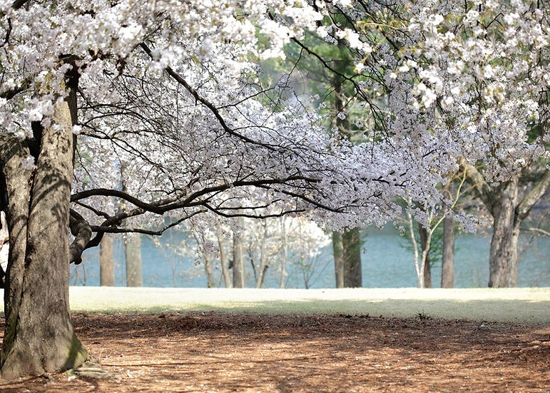 Top Places for Cherry Blossoms & Spring Flowers from Seoul - Nami Island | KoreaToDo