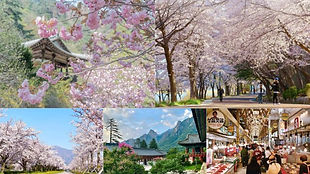Seoraksan National Park, Cherry Blossom Lakeside & Sokcho Market Tour