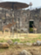 Seoul Grand Park - Seoul Zoo - Giraffe