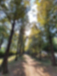 Haneul Park - Metasequoia-lined Path