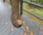 Ansan Jarak-gil Trail - Building the wooden deck around the tree trunk