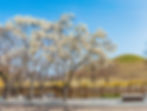 Gyeongju - Daereungwon - Magnolias in Spring