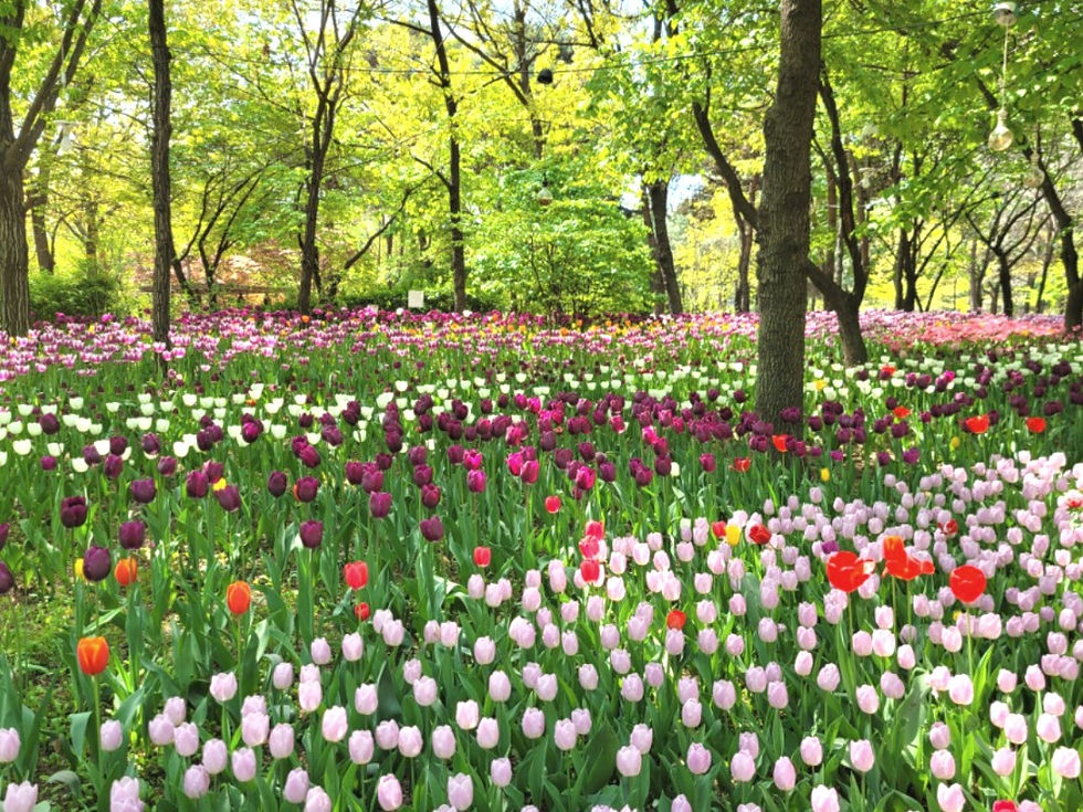 Seoul Forest - Tulips in Spring