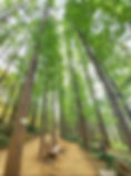 Ansan Mountain - Metasequoia Forest & Trail - Rest Area