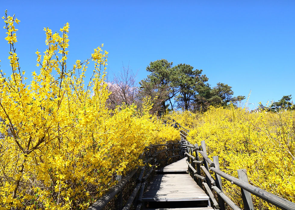 Eungbongsan Mountain - Yellow Forsythia in Spring