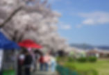 Gyeongju - Cherry Blossoms along Cheomseong-ro