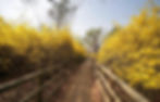 Eungbongsan Mountain - Yellow Forsythia in Spring