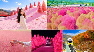 Nari Park, Pocheon Art Valley & Herb Island Autumn Day Tour