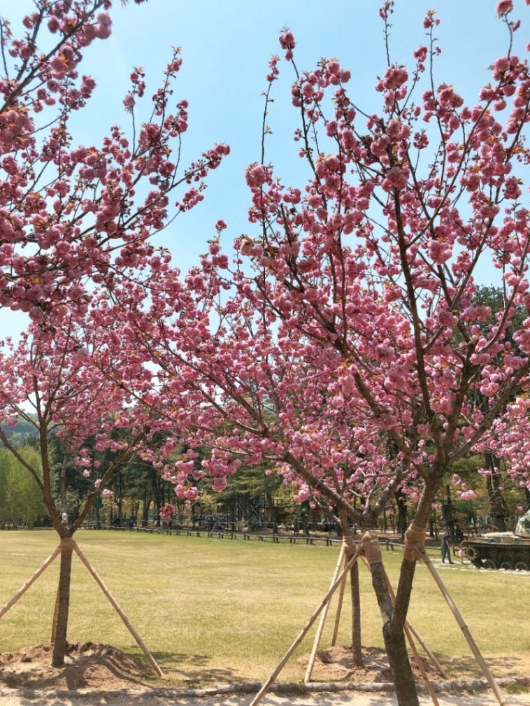Top Places for Cherry Blossoms & Spring Flowers from Seoul - Nami Island