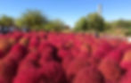Peak of Season (mid-late October)