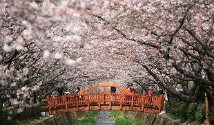 Jinhae Cherry Blossom Festival