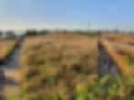 Haneul Park - Pampas Grass