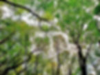 Ansan Mountain - Metasequoia Forest - Tree Top View