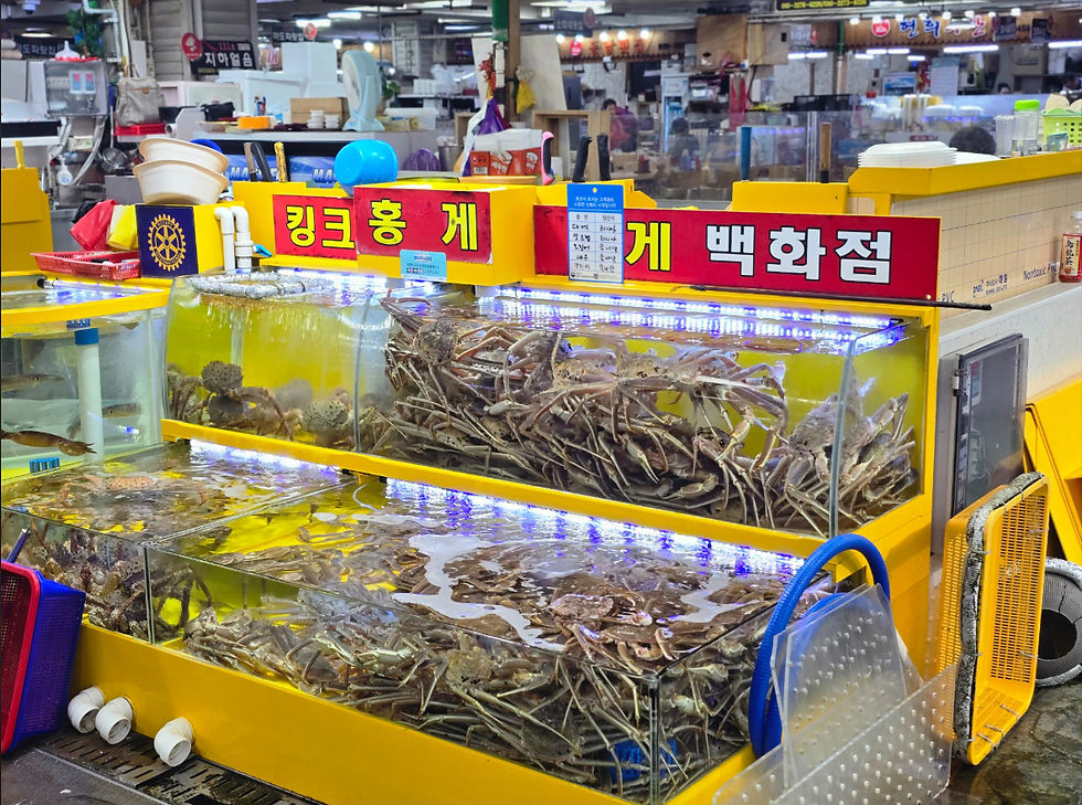 Sokcho - Sokcho Tourist & Fishery Market - Live Seafood (B1)