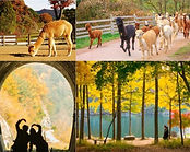 Alpaca World, Nami Island & Gangchon Rail Bike Day Tour