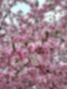 Seoul Grand Park - Cherry Blossoms - Close-up