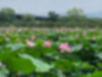 Yangpyeong - Semiwon Garden - Lotus Flowers