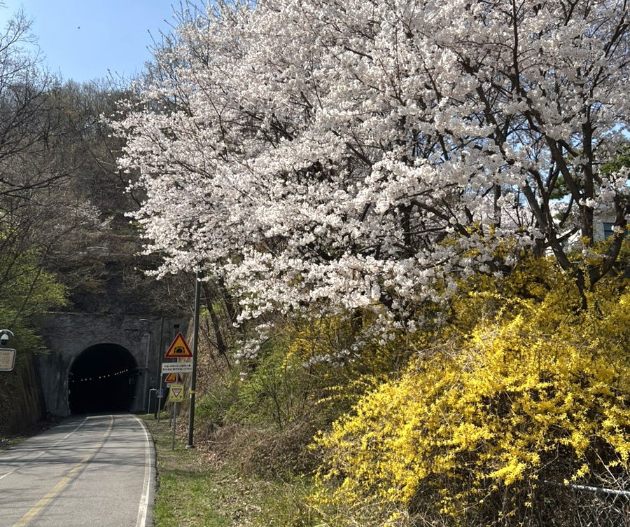 Top Places for Cherry Blossoms & Spring Flowers from Seoul - Namhangang Bike Path