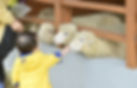Daegwallyeong Sky Ranch - Baby Zoo