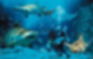 SEA LIFE Busan Aquarium