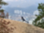 Ansan Jarak-gil Trail - Bird