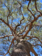 Gyeongju - Bulguksa Temple - Pine Tree