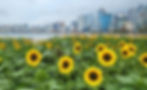 Sunflowers (Jun-Jul)