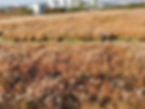 Haneul Park - Pampas Grass