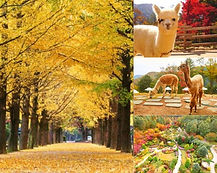 Alpaca World, Nami Island & The Garden of Morning Calm Day Tour