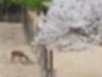 Seoul Forest - Deer Corral in Spring