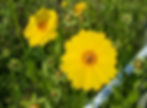 Haneul Park - Flowers in Late Spring